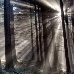 A forest (cover - The cure)
