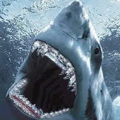 Troopa ft. Timmy B - Shark Shit