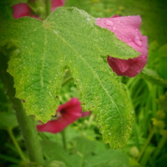 The Flower Duet from Lakme- Delibes