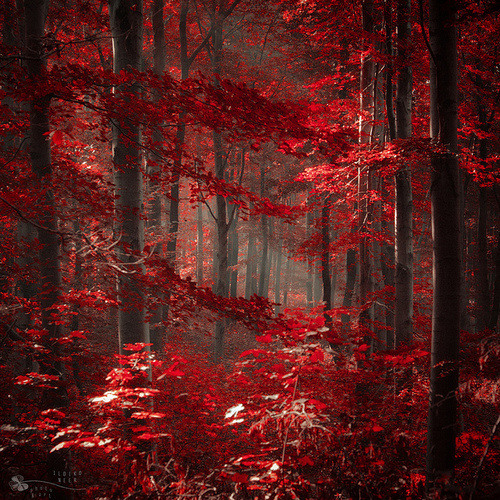 Crimson Forest (Balance OST)