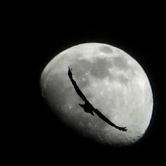 Dance With The Devil Under The Pale Moonlight