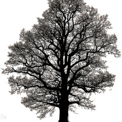 If Everyone Lived Like the Tree