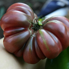 Purple Tomato