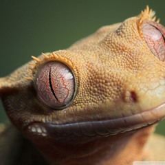 Olivier Heldens - Gecko (Saltzer Edit)