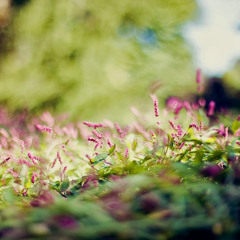 Seni Seviyorum biliyormusun