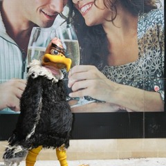 The Dance Of The Birthday Buzzard