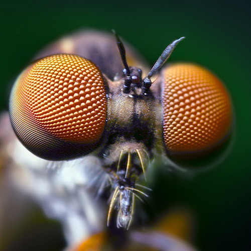Tuning My Microchipped Flies