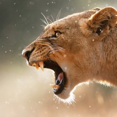 Zoologic - Puma / Cougar ( Album Preview )