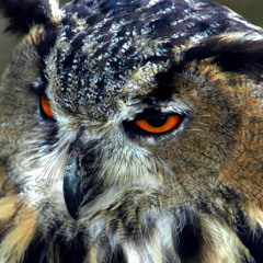 Vista Diferente - Rialaz (Prod,Beat Estreno)