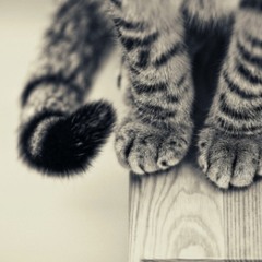 Sounds about Kittens, Rainy Daze, Grocery Shopping and Pillowfights…