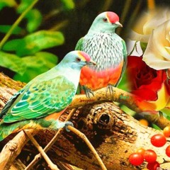 konkani song Chili Pili Suknyano