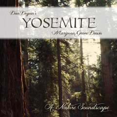 'Yosemite - Mariposa Grove Dawn' by Dan Dugan - Album sample