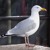Artwork for Herring Gulls At Sunset01