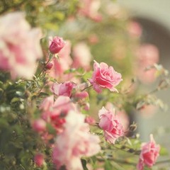 العيناء ღღ