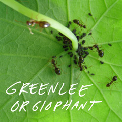 Shawn Greenlee - Orgiophant