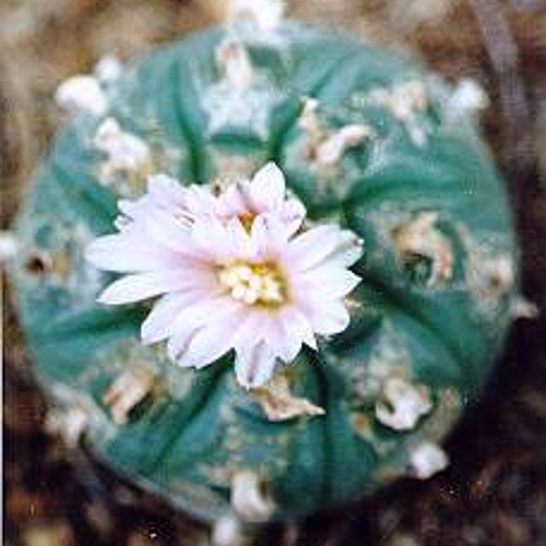 Peyote Songs - Paul N.M.A.S, Paul Brown, Tohatchi, N.M 2013