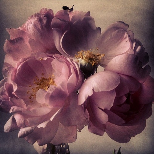 Sólo los mas viscosos pueden correr sin resbalar