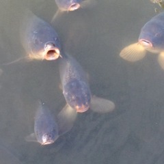 Song for you (formerly known as Argh!)