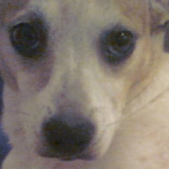 Baby (Raul Seixas - Cover)