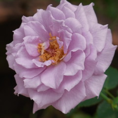 กหลาบเชียงใหม่