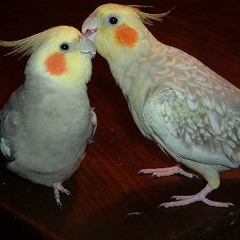 Tweet Tweet