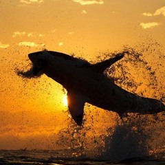 Dia de los tiburones