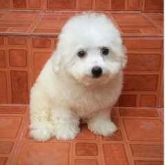 วันนี้มาเห่าเสียงหมาพุดเดิ้ลกัน! #บ้าใหญ่ล่ะ