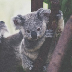 Sad Koala