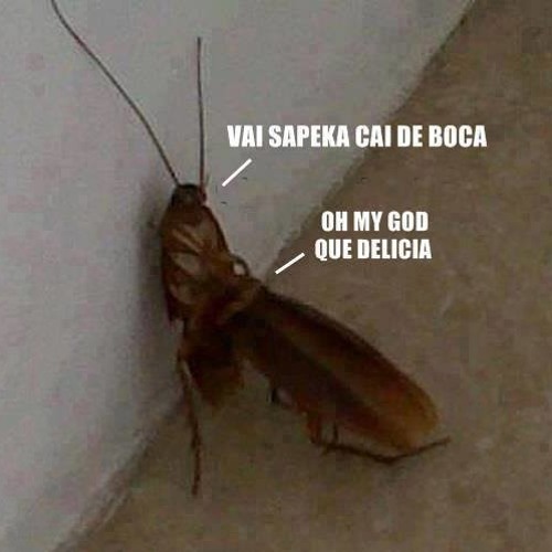 Как выглядит лицо таракана Stream MC ANDREZINHO - PODE CHUPAR, SÓ NÃO PODE MORDER VS CDD DJ BOBÔ DA CDD MET