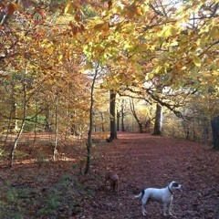 The Sneaky Russians - BELIEF (Live acoustic)