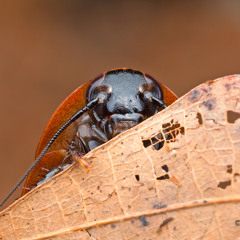 Cannibal Cockroach