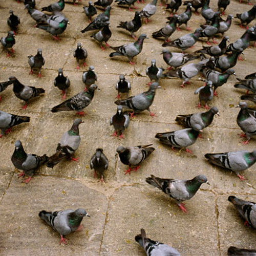 Dirty Pigeons | Raisi K.