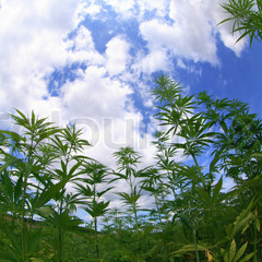 Clear Skies Prod by derrickthomasjr beats