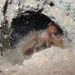 Amen Tma - As The Nyght Falls (radio edit) FREE DOWNLOAD