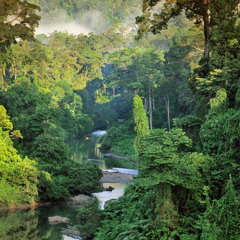 Ánimal Terrénal/Jungla Disuelta (Melodica Verssion)