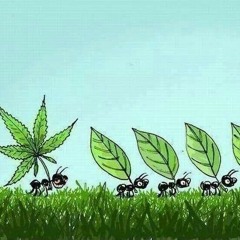 MC Shabba & Shy Fx - I Smoke Weed every day
