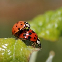 Frühlingsgefühle