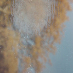 Ambient