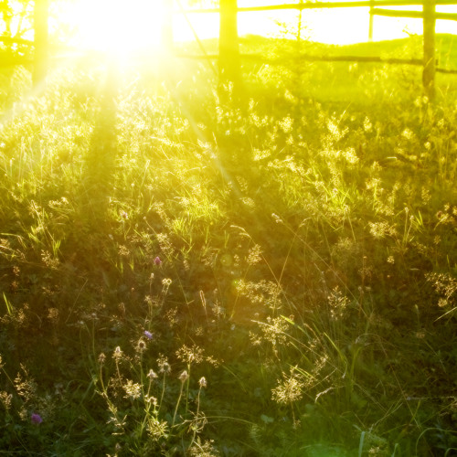 Desired Bit-Light spring