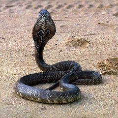 Got X - Snakecharmer - Snakecharmer Recordz 01