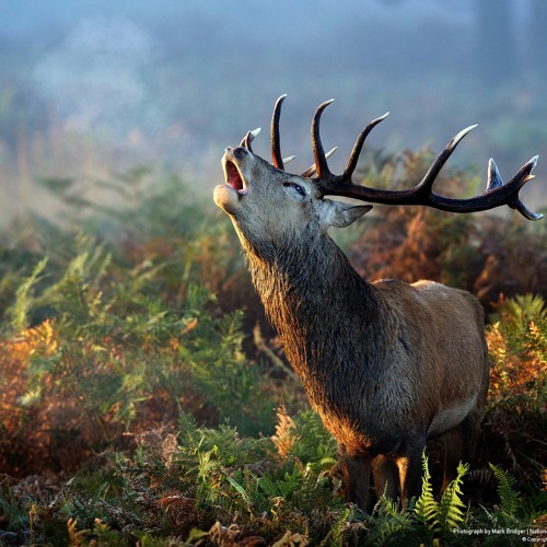 The Startek (Pre-view)