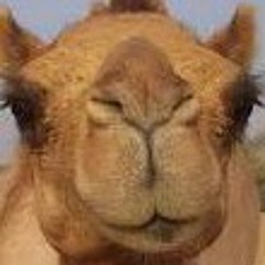 ناقتي ياناقتي