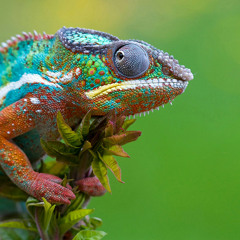 Impulser (Retro) - The Chameleon