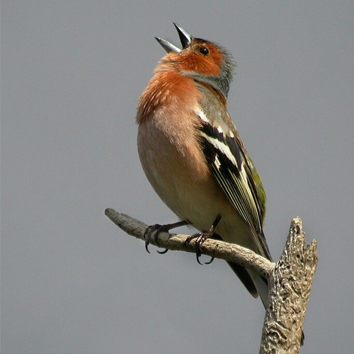 TOMMY RAMIREZ Y SUS SONORRITMICOS  Pajarillo Herido