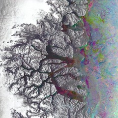 The Mangroves