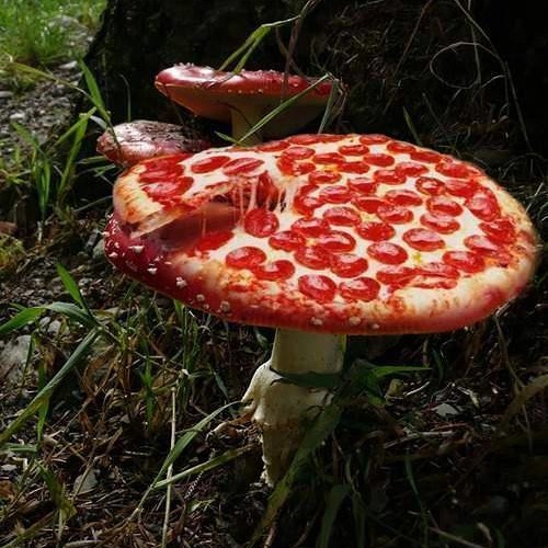 Sykick Vs. Skizologic  - Analog Pizza *** sample ***