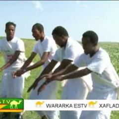dhaanto: cali dhaanto iyo canab