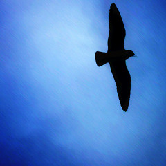 Free of the Cage (Little Bird II)