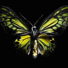 Butterflies On The Moon