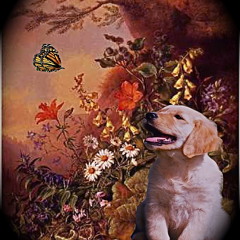 'Dog & Butterfly' Cover by Karen Klarich. Accompanied by Mark Skey/guitar